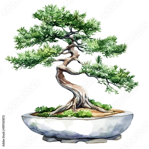 A watercolor illustration of a mountain hemlock bonsai, isolated on a white background. Bonsai vector.
