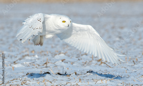 Snowy Owl in Flight photo