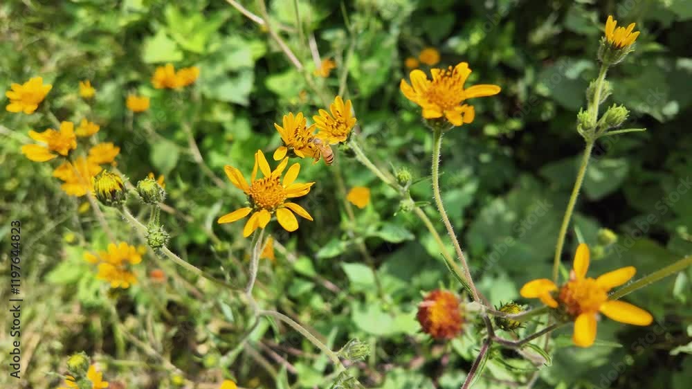 Vibrant yellow wildflowers blooming in lush greenery, showcasing nature's beauty