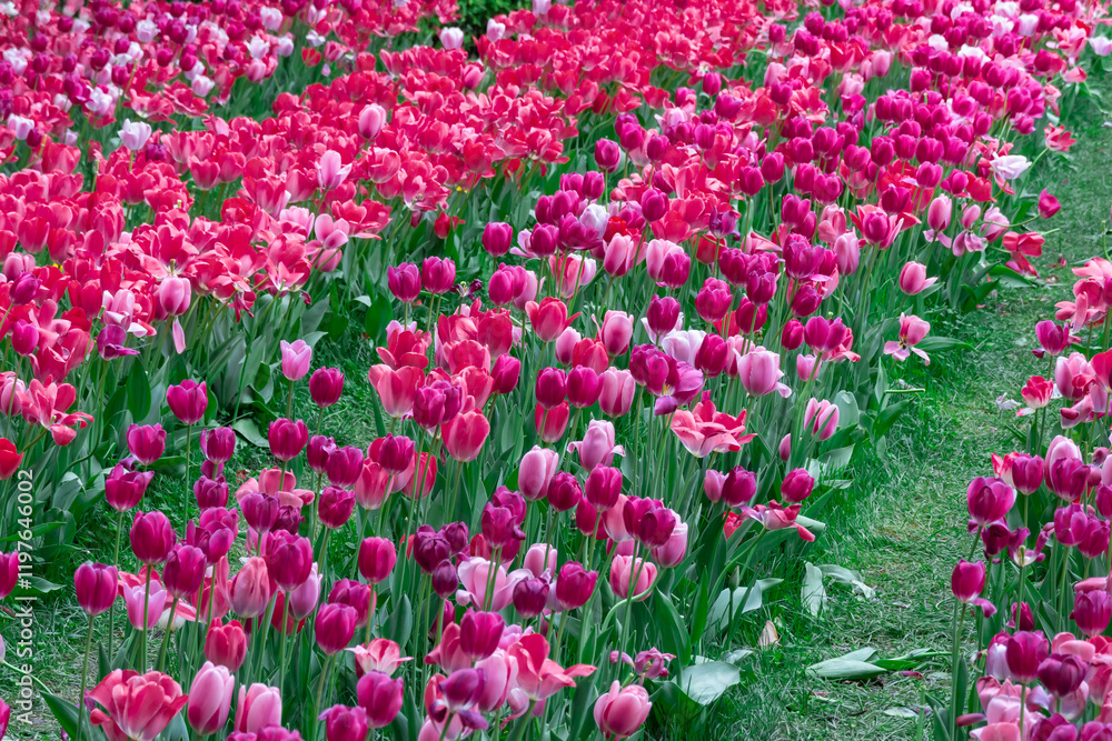 Mix pink and red flowers tulips blossom in river embankment. Bulbous ornamental tulipa plants of liliaceae family grow on flowerbed. Floral pink petals bloom. Flower carpet from buds. Landscap parks. Mix pink and red flowers tulips blossom in river embankment. Bulbous ornamental tulipa plants of liliaceae family grow on flowerbed. Floral pink petals bloom. Flower carpet from buds. Landscap parks.