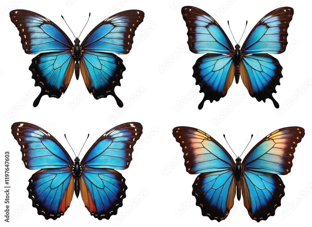 Elegant Real Butterfly Collection: Vibrant PNG Illustrations for Nature & Design Projects Elegant Real Butterfly Collection: Vibrant PNG Illustrations for Nature & Design Projects