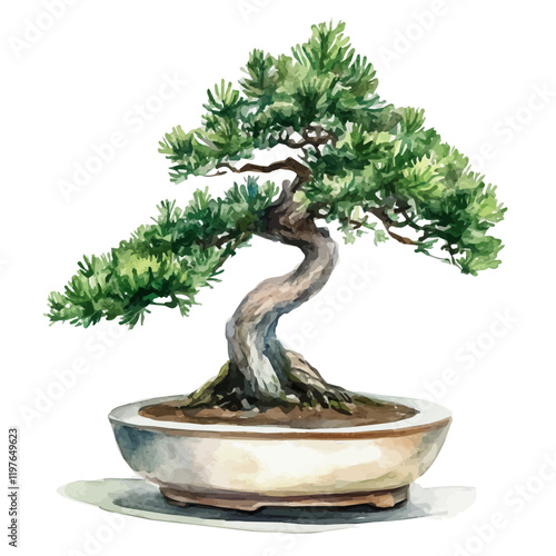 A watercolor of a juniper bonsai, isolated on a white background. Bonsai vector.
