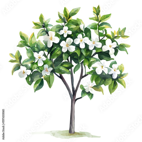 A watercolor illustration of a jasmine tree, isolated on a white background. Tree vector.
