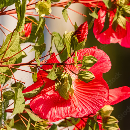 Hibiscus moscheutos, swamp rose mallow, on a sunny day in summer photo