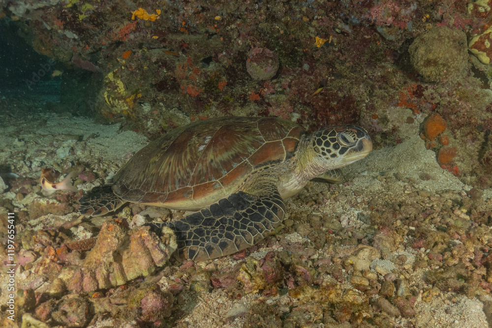 Naklejka premium Hawksbill sea turtle in the Sea of the Philippines 