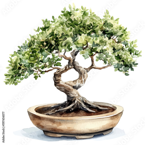 A watercolor painting of an Indian corkwood bonsai, isolated on a white background. Indian corkwood bonsai vector.
