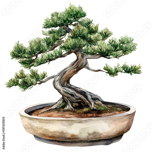 A watercolor painting of a Himalayan cedar bonsai, isolated on a white background. Himalayan cedar bonsai vector.
