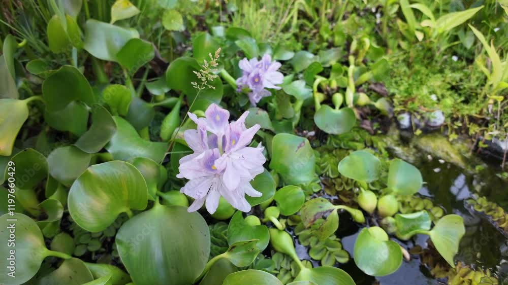 Serene water plants with blooming flowers in tranquil natural setting Serene water plants with blooming flowers in tranquil natural setting