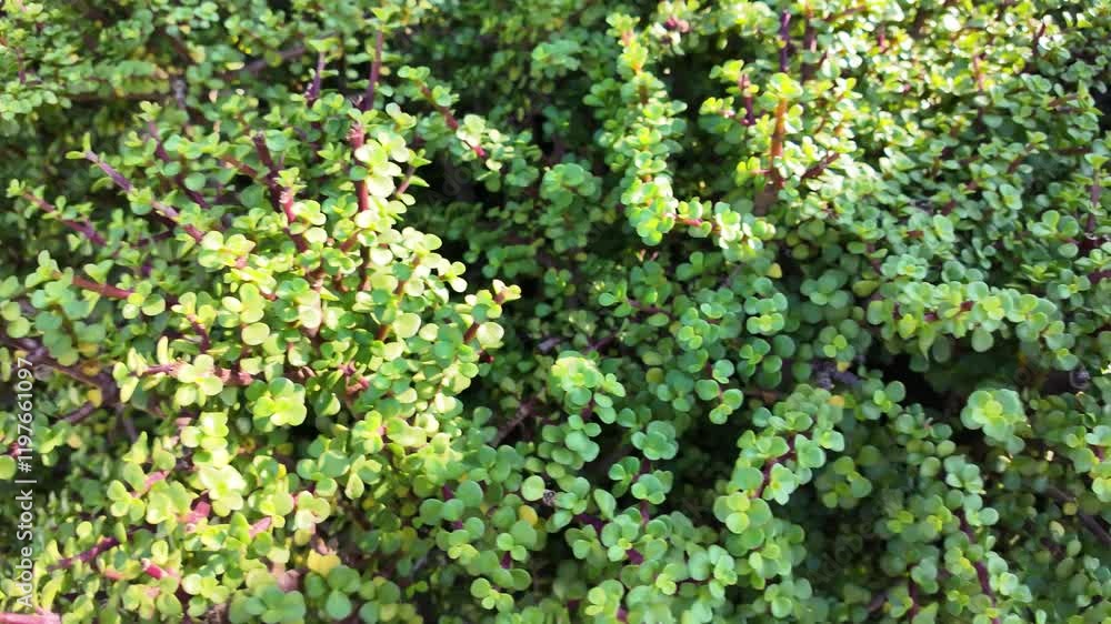 Vibrant green foliage with intricate patterns and textures Vibrant green foliage with intricate patterns and textures