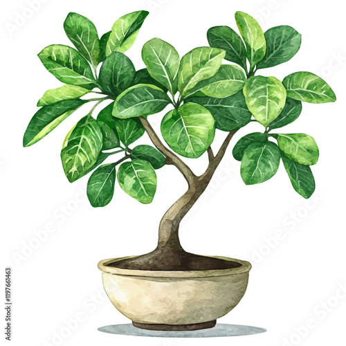 A watercolor drawing of a guava leaf bonsai, isolated on a white background. Guava leaf bonsai vector.
