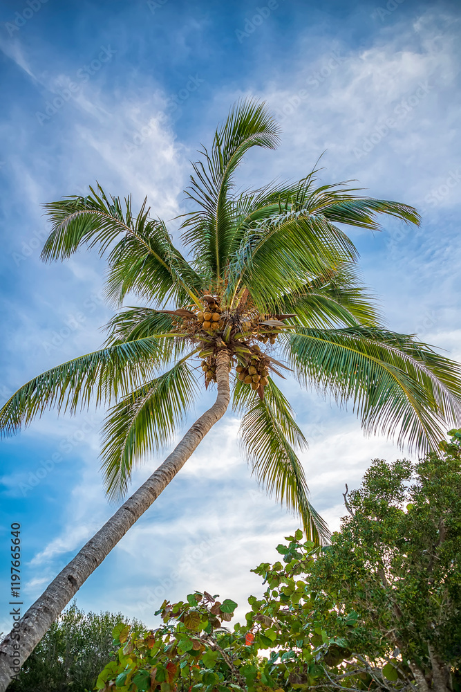 A majestic coconut palm tree against a backdrop of a vibrant blue sky