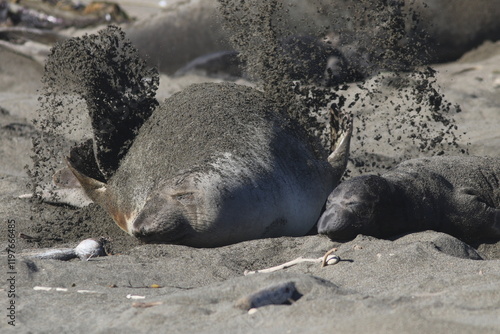 Sand-flipping northern elephant seals