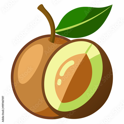 vector illustration of a sapodilla