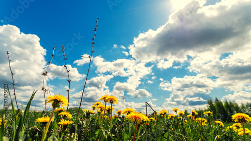 Sunny spring, summer weather. Blue sky against yellow dandelions in the green grass. There is free space or space. Good mood. Bright and sunny background.