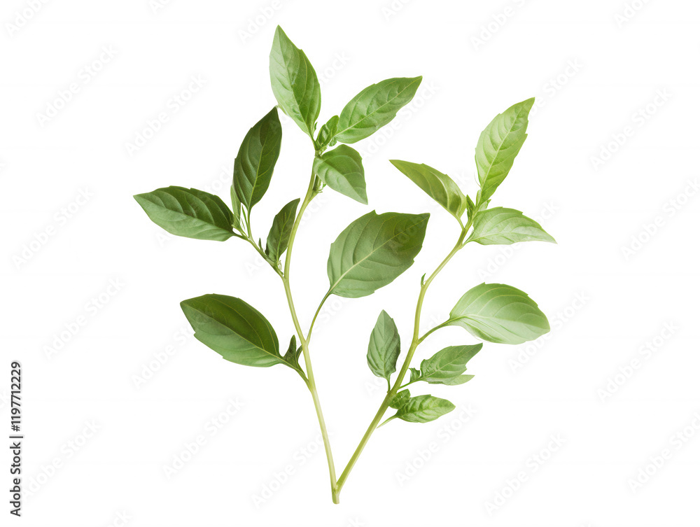 Obraz premium Fresh green basil sprig culinary herb aromatic leaves isolated transparent background