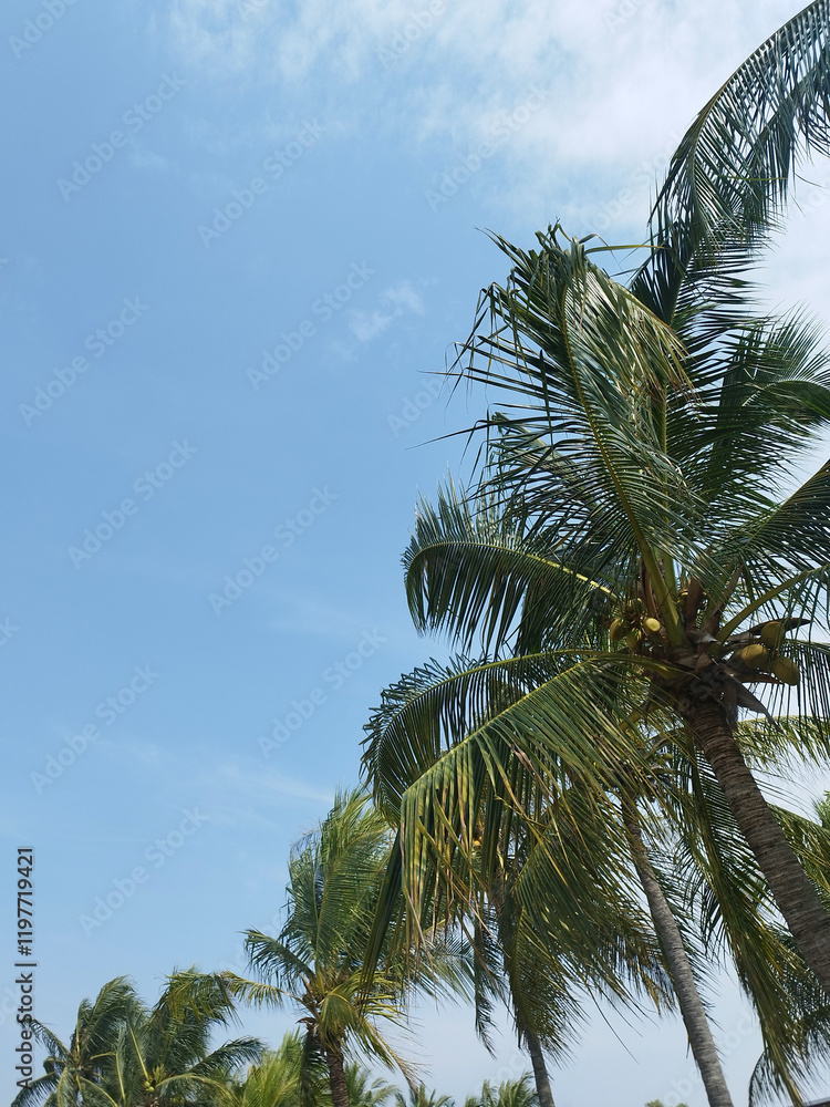 Fototapeta premium Outdoor tropical palm coconut trees grown high on a tropical beach paradise. Tropical palm trees taken under a bright sunny blue sky. Summer season and vacation holiday vibes.