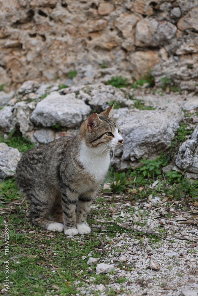 Cat cobblestone pathway. High quality photo Cat cobblestone pathway. High quality photo