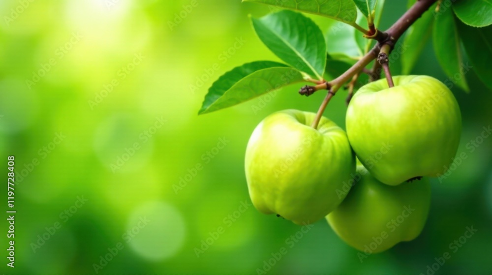 Three Green Apples Hanging on a Branch with Lush Green Foliage in Soft Natural Light Three Green Apples Hanging on a Branch with Lush Green Foliage in Soft Natural Light