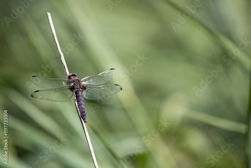 dragonfly on a branch