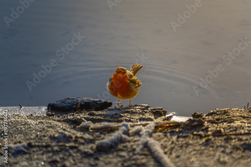 bird on the beach
