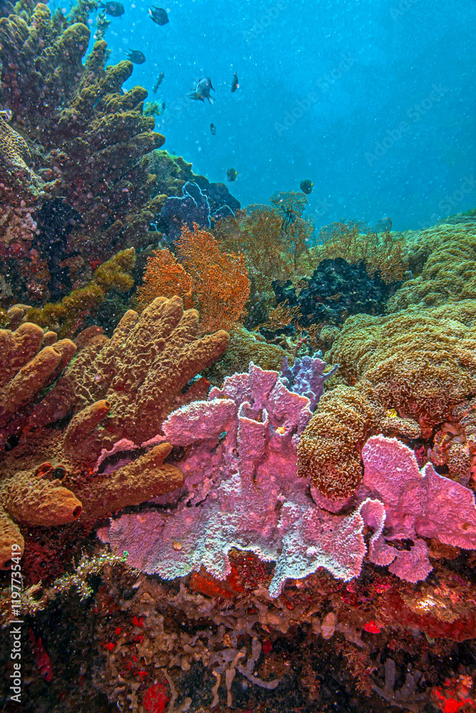 Fototapeta premium Coral reef in South Pacific, Indonesia, North Sulawesi