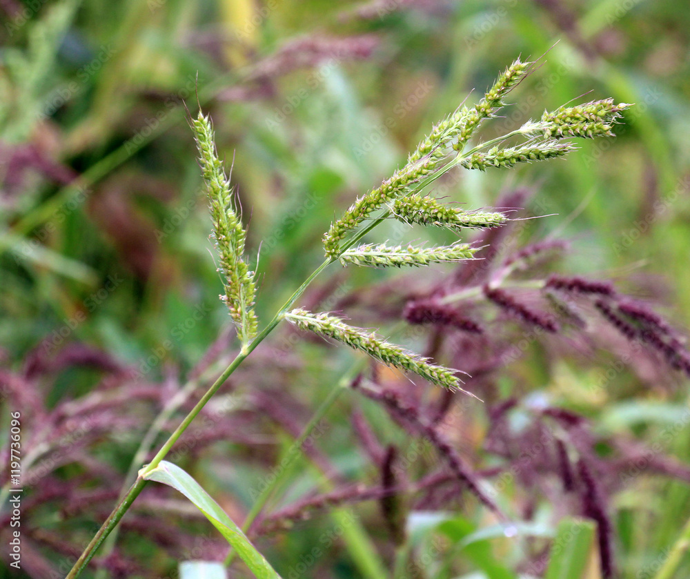 In the field, as weeds grow Echinochloa crus-galli In the field, as weeds grow Echinochloa crus-galli