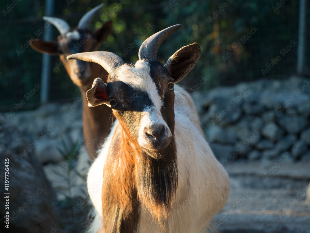 Fototapeta premium Goat staring at camera