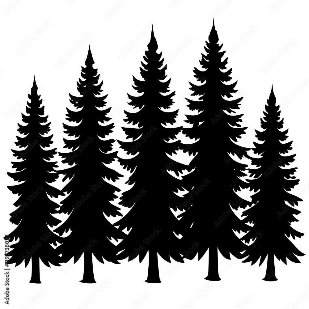 Obraz premium pine tree forest silhouette,