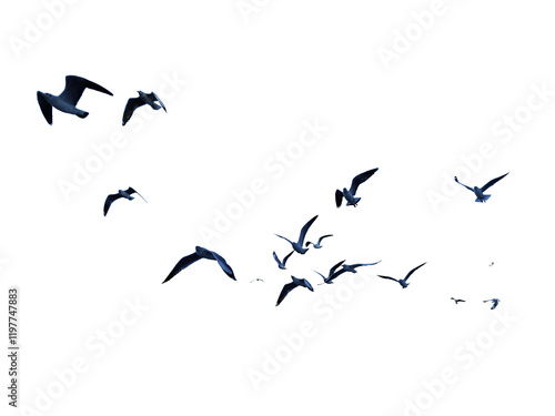 Фотография Many birds flying on sky isolated on white background.