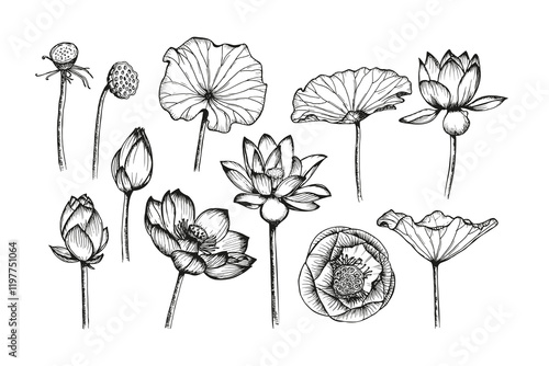 Lotus flowers and leaves sketch outline illustration set. Line art floral botany drawing in engraving style. Hand drawn vector clipart collection isolated on a white background