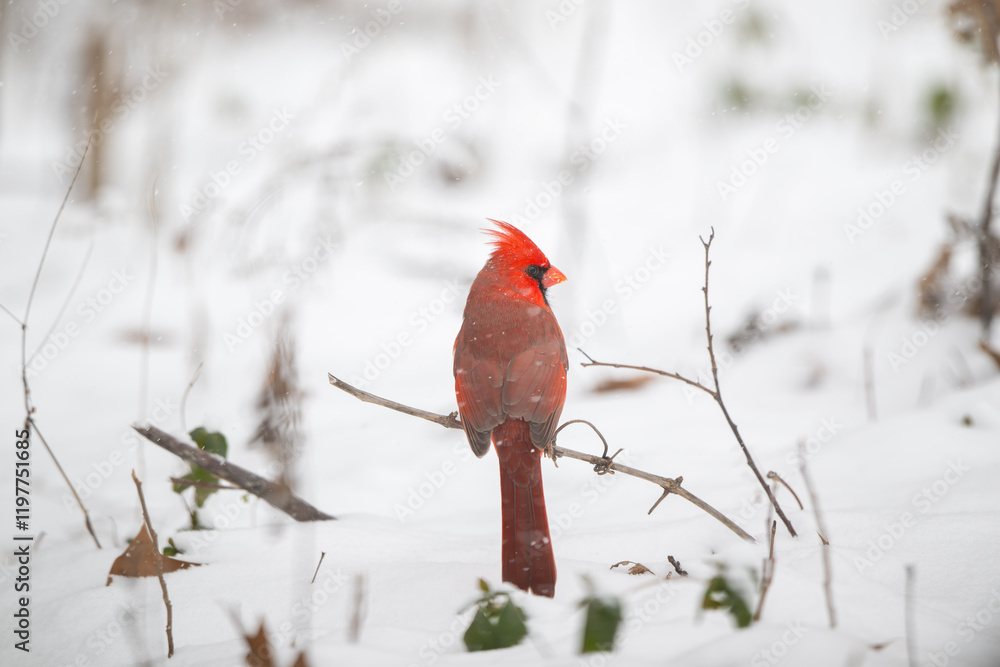 Northern cardinal in the snow
