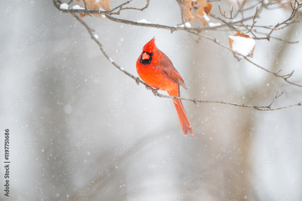 Northern cardinal in a snowstorm