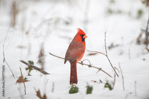 Northern cardinal in the snow