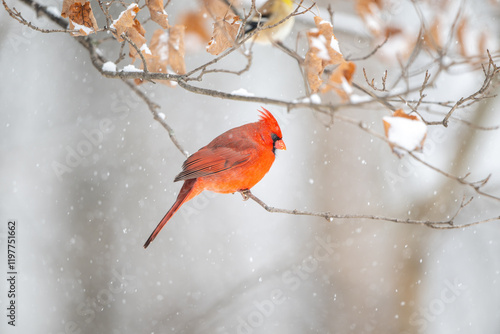 Obraz na płótnie Northern cardinal in a snowstorm w salonie