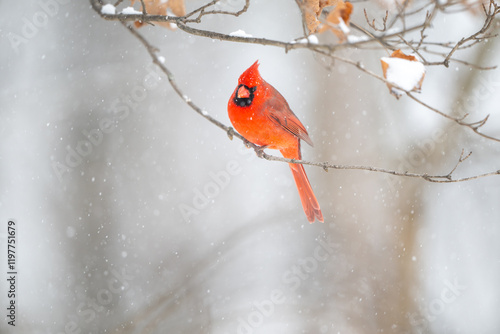 Northern cardinal in a snowstorm