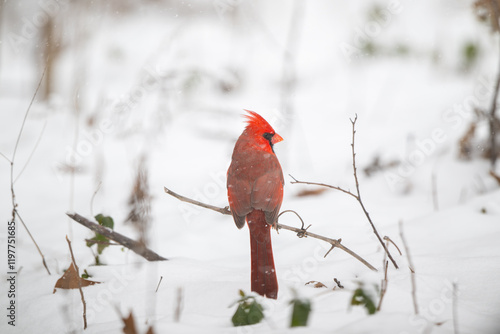 Obraz na płótnie Northern cardinal in the snow w salonie