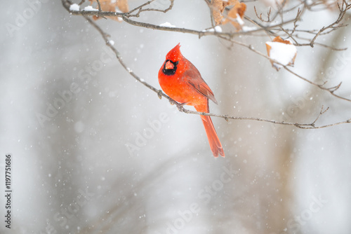Obraz na płótnie Northern cardinal in a snowstorm w salonie