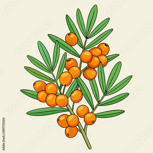 sea buckthorn berries