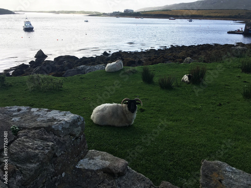 Relaxing Sheep