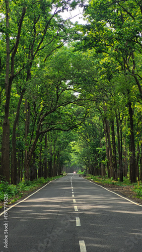 Forest roads 