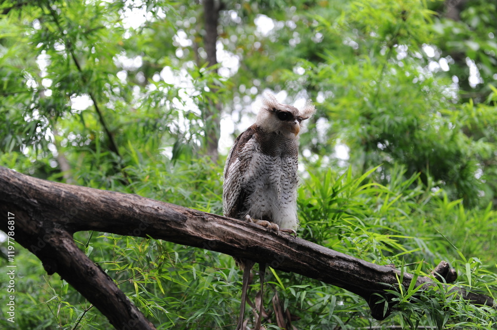 Obraz premium baboon sitting on a branch