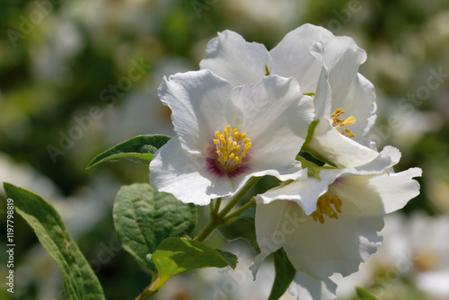 Jasmine flowers on branches with green leaves.