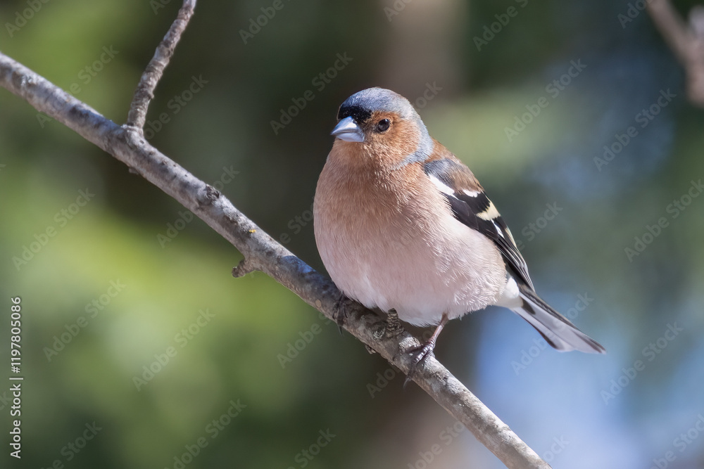 Chaffinch
