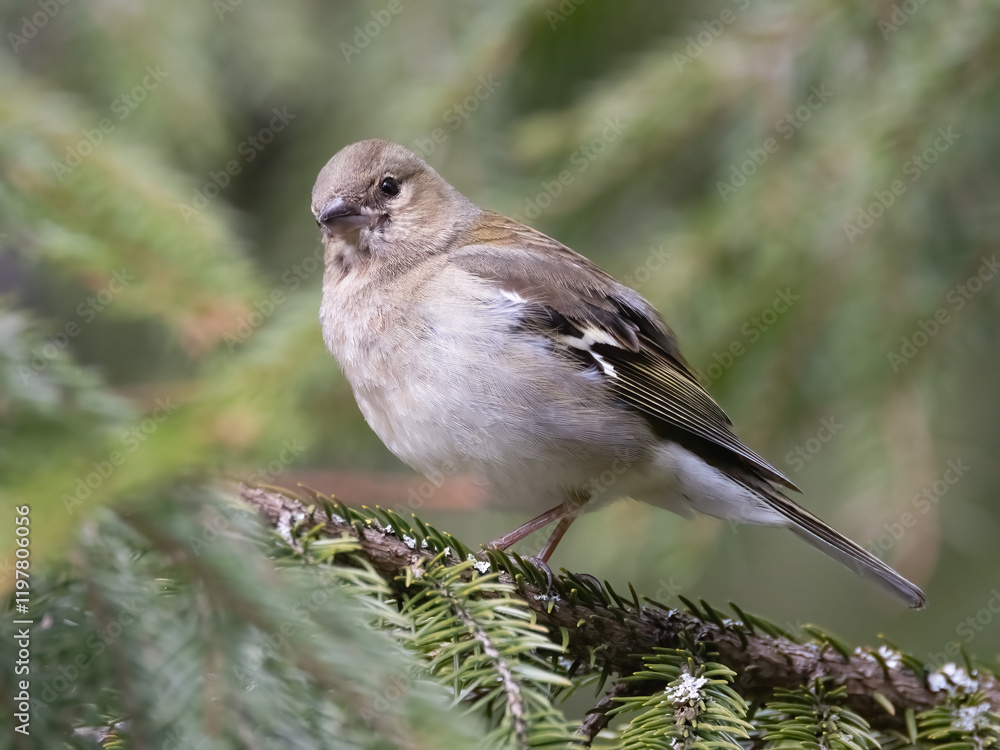 Obraz premium Chaffinch