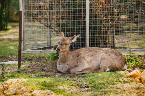 Domestic deer in the yard, wild animal on the farm photo