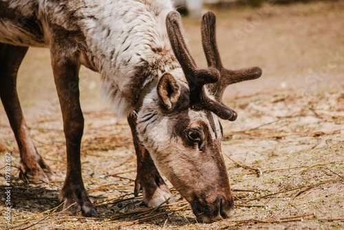 Domestic deer in the yard, wild animal on the farm photo