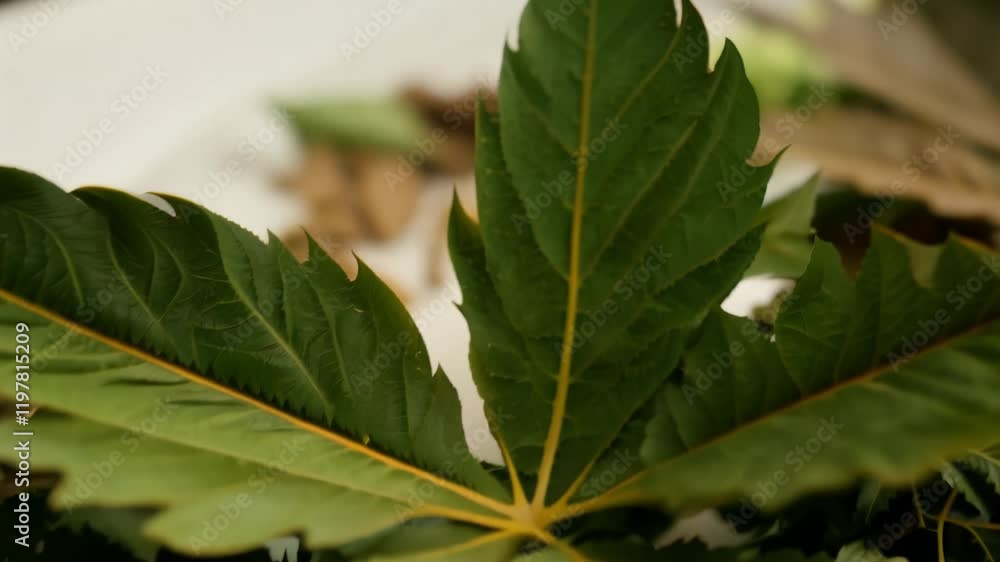 Dolly in video on a collection of bay leaves, their varying shades of green and brown subtly illuminated, soft ambient light reveals the natural variations in color and texture Dolly in video on a collection of bay leaves, their varying shades of green and brown subtly illuminated, soft ambient light reveals the natural variations in color and texture