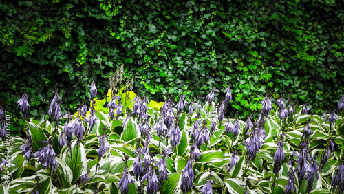 Funkia - Hosta Mediovariegata flower in bloom. photo