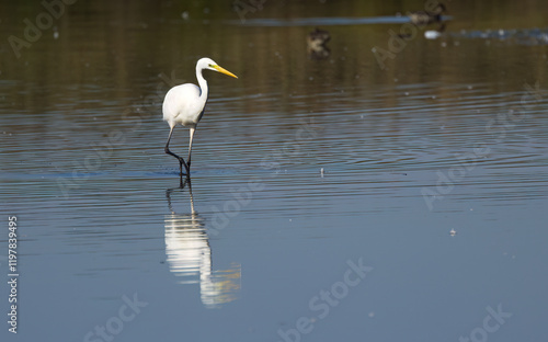 great egret wading through shallow water, hunting great white bird, great egret in lake, bird with large claws in water, yellow beak, white feathers, water splashes photo