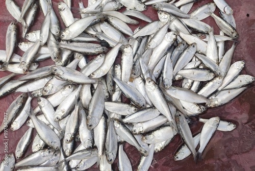 Gudusia chapra, or the Indian river shad, is a species of fish in the family Clupeidae, occurring in rivers of India and Bangladesh. It also occurs in ponds, beels, ditches and inundated fields. photo